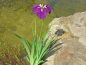 Preview: Schwertlilie Japanische Sumpfiris - Iris ensata (kaempferi)